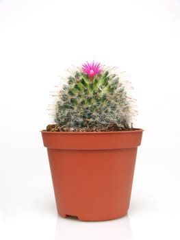 Blossoming cactus in a pot on white background. Studio shot