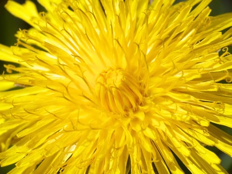 Close-up view on yellow dandelion flower in sunbeams