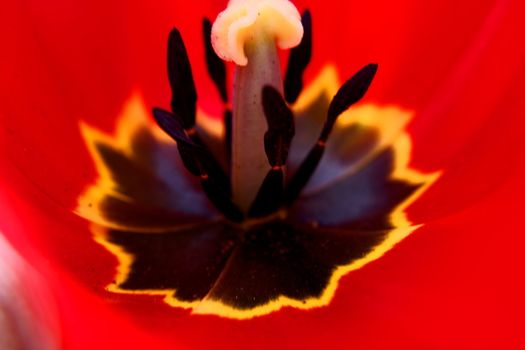 flower background macro