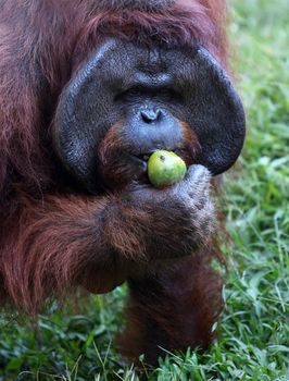 The orangutan close-up eats a mango