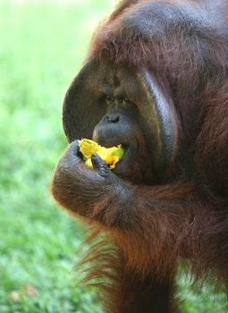 The orangutan eats a mango 