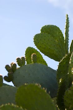 
Prickly Pear cactus in bloom,Silifke,Mersin,Turkey
