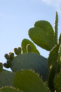 
Prickly Pear cactus in bloom,Silifke,Mersin,Turkey
