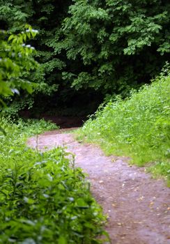 Peace trace between trees in the Moscow park
