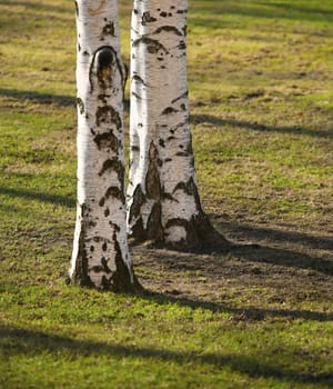 Two trunks of birches on a lawn