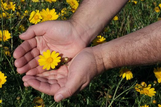 male hands holding yellow flower