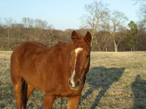 A horse on the farm in the field during the fall