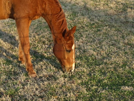 A closeup view of a horse eating grass in the field