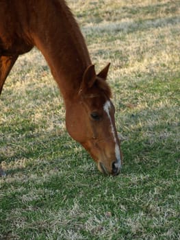 A horse eating grass on a farm in the early spring of the year