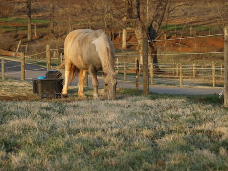 A dhorse eating his dinner during the early spring
