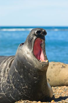 Elephant seal in the coast of Peninsula Valdes, Patagonia, Argentina.