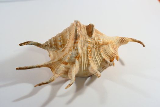 shell with adriatic sea 
