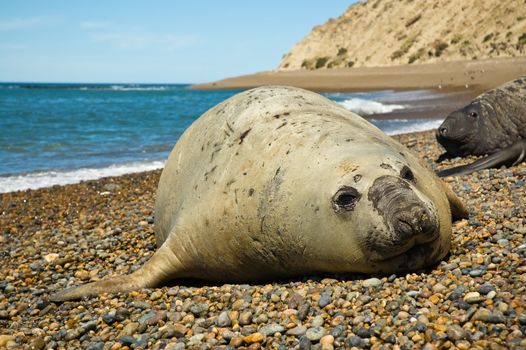 Elephant seal in Peninsula Valdes, Patagonia.