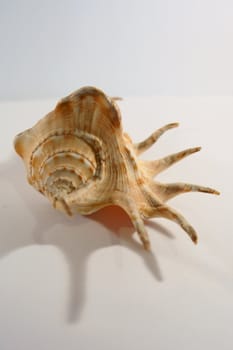 shell with adriatic sea 