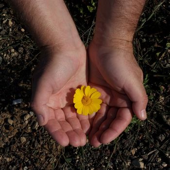 male hands holding flower