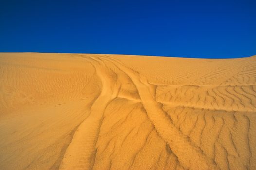 Tracks in a sand dune in Patagonia, Argentina.