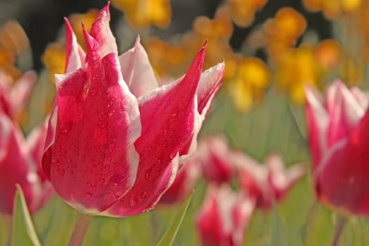 Some pink tulips in a field after the rain