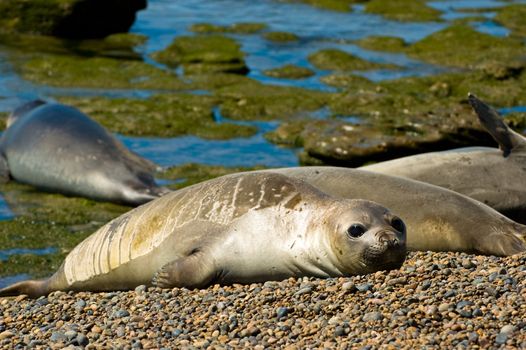 Elephant seals in Peninsula Valdes, Patagonia, Argentina.