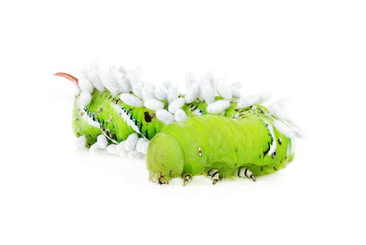 Tobacco Hornworm (Manduca Quinquemaculata) covered in Braconid Wasp eggs isolated on a white background