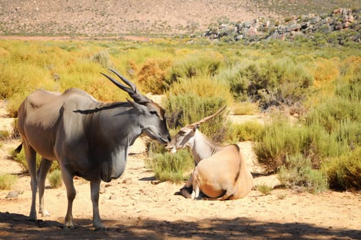 Common eland (Taurotragus oryx), the largest of all antelope in Africa at african bush