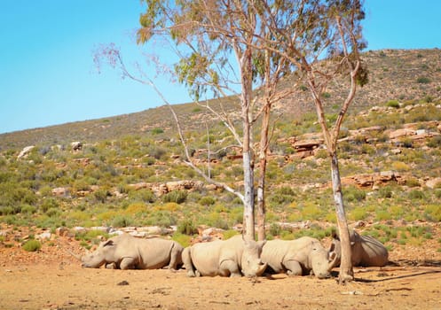 African white rhinos relax during midday heat 