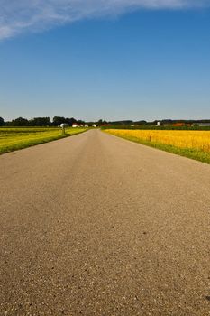 Asphalt Road Between Corn and Wheat Fields in Bavaria, Germany