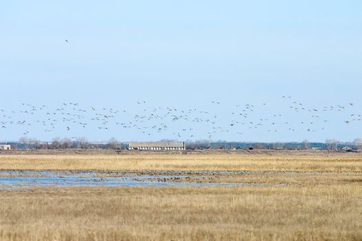 Wild ducks frequently live in immediate proximity from habitation that creates danger of infection with the bird's flu