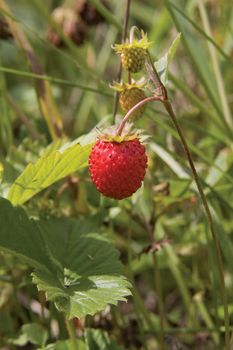 Wild wild strawberry on a wood glade