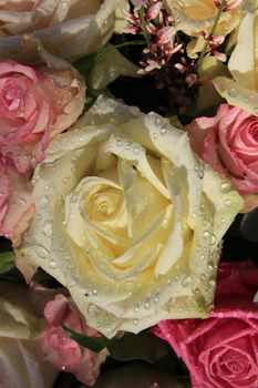 Big white rose with waterdrops in sunlight