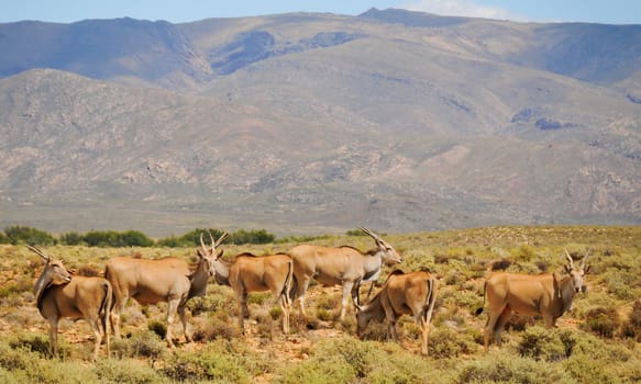 Group of common elands (Taurotragus oryx), the largest of all antelope in Africa at africal bush