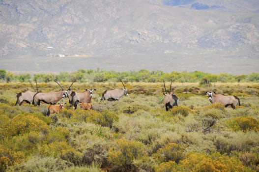 Group Gemsbok or gemsbuck with calfs (Oryx gazella) is a large antelope at south Africa bush