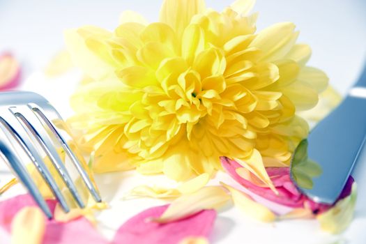 silver fork and knife isolated with dahlia and rose petals for concept on romantic dining