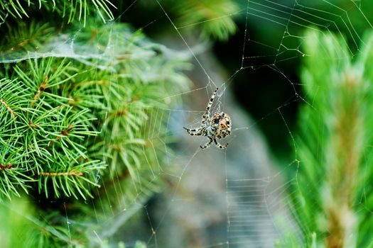 Fairly Large spider with shallow depth of field against a green background