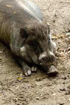 Hefty hog relaxing in the dirt