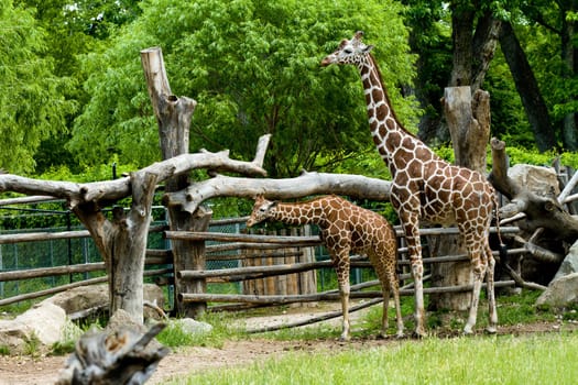 Two giraffes in a wooded enclosure. One is older with a younger giraffe in front of him.