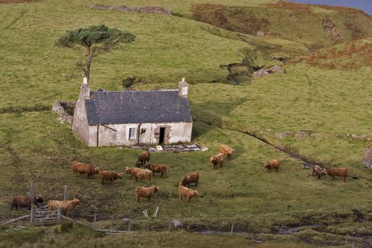 old abandoned house in north scotland with highland cattles