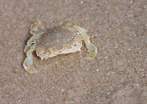 Hermit crab in its conch on the sand 