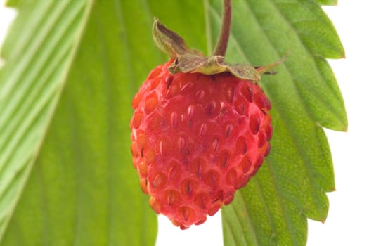 Ripe  wild strawberry on a white background