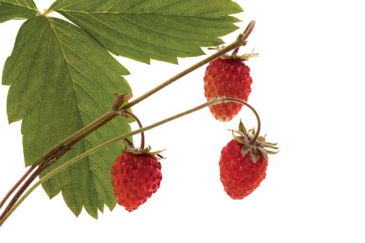 Ripe  wild strawberry on a white background