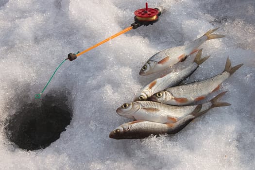 Fishing tackle and the caught fish on ice