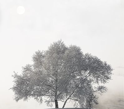 Tree in hoarfrost in the early frosty morning