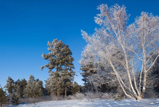 In a winter wood in solar frosty day