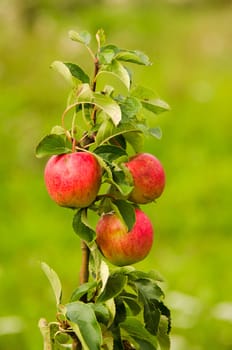 red apples on a youg tree
