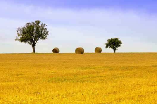 in a field with trees and straw balls