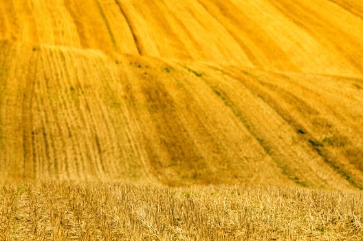 yellow waves in a field