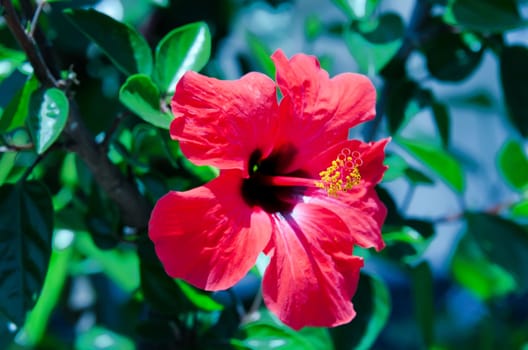 a big red hibiscus flower