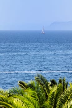 boat sea and palm trees