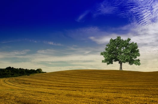 isolated  green tree in a field