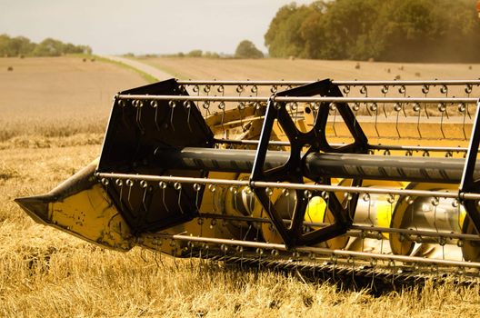 combine harvester reaps the corn