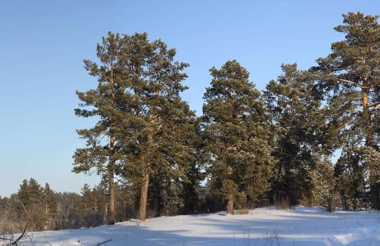 In a winter wood in solar frosty day